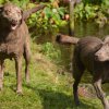 hundetreffen 03.09.2016 558